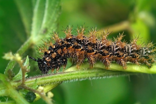 Free Photo closeup on the spiky caterpillar of the map butterfly, araschnia levana , in the vegetation