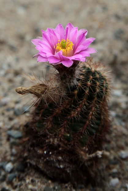 Free photo closeup of a spiny pincushion cactus in a desert garden