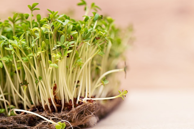 Free photo closeup of sprouted grains cress salad grow on wet linen mat.