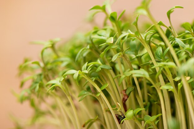 Closeup of sprouted grains cress salad grow on wet linen mat.