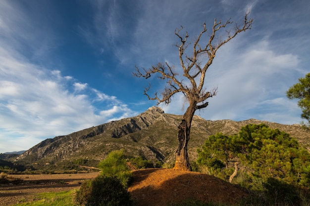 Closeup of a strange tree under the blue sky during daylight