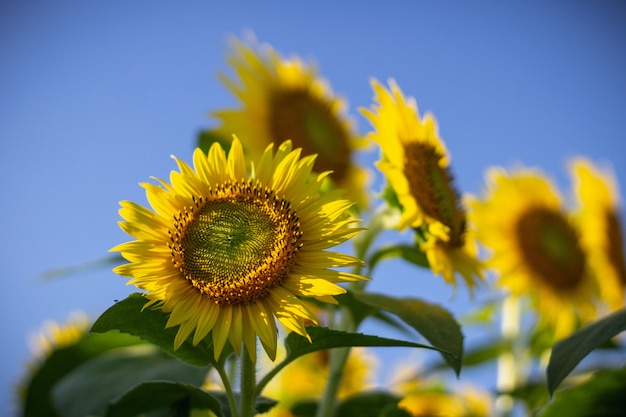 Closeup of a sunflower on a sunny day with a blurred clear blue sky