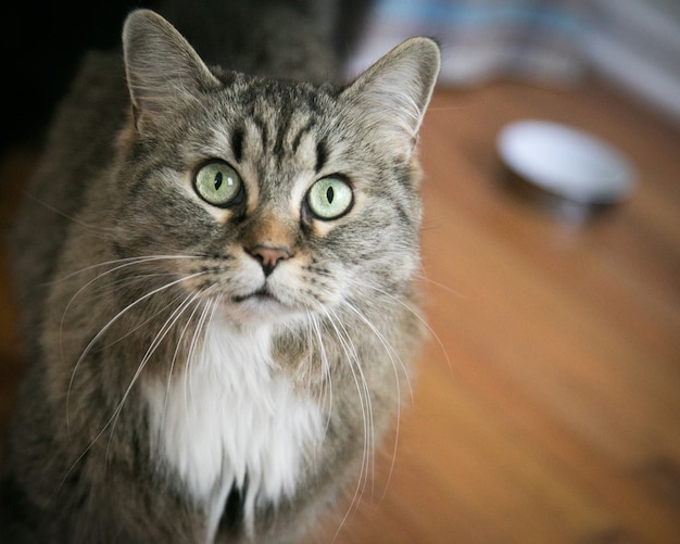 Closeup of a surprised domestic cat on the floor under the lights