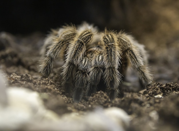 Free Photo closeup of a tarantula on the ground under the sunlight