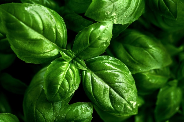 Closeup of tasty beautiful basil. Selective Focus.