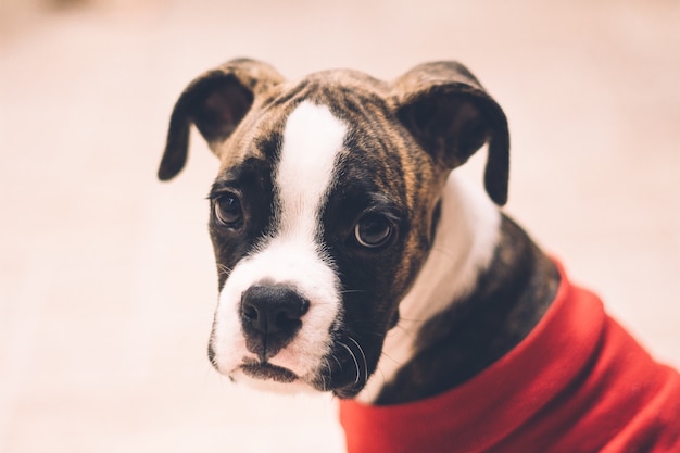 Free photo closeup of a terrier puppy wearing a red shirt