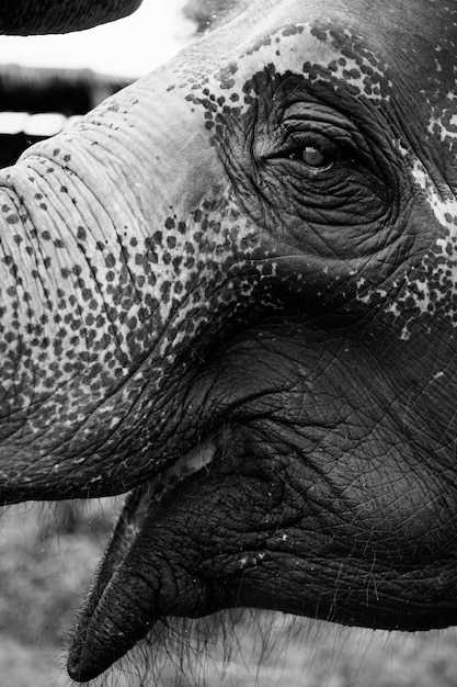 Free Photo closeup of a thai elephant