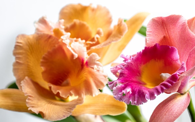 Closeup of thai orchid on a blurred background macro photography