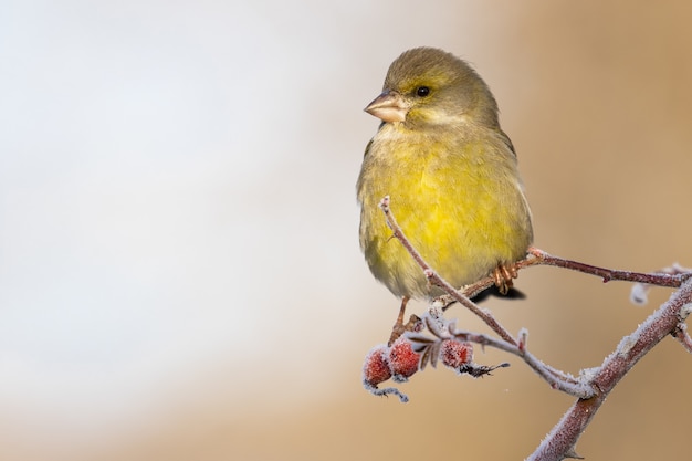 Closeup of a tiny European greenfinch standing on a tree branch under the sunlight at daytime