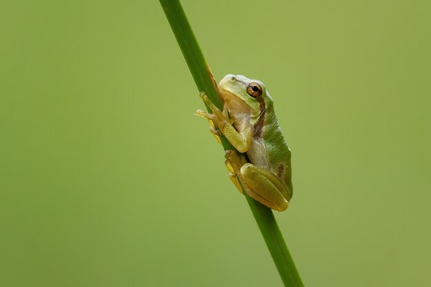 Closeup of a tiny European tree frog on a branch under the sunlight with a blurry background