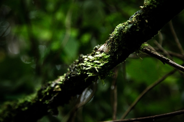 Free photo closeup of tree branch covered by moss