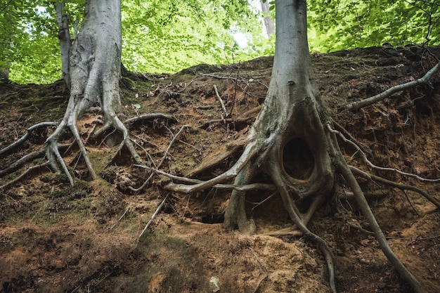 Free Photo closeup of tree roots in the ground in a forest under the sunlight