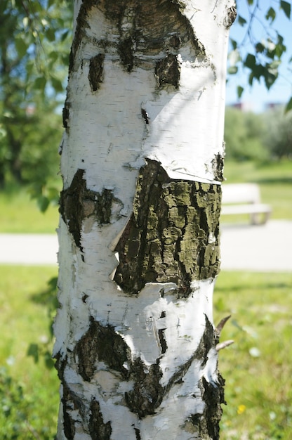 Closeup of a tree trunk with white bark