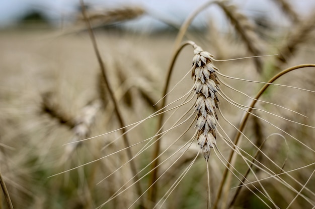 Free photo closeup of a triticale plant