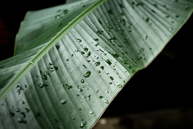 Free photo closeup of tropical leaf with dewdrops