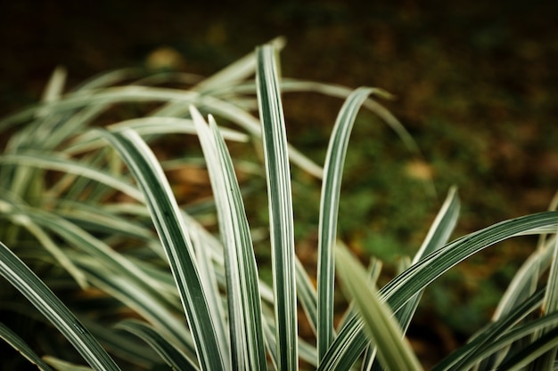 Free photo closeup tropical leaves in the sunlight