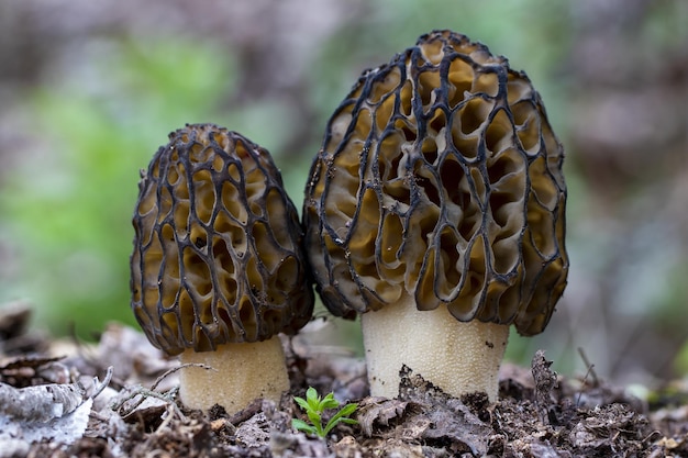 Free Photo closeup of true morel mushrooms surrounded by autumn leaves  against a blurry background