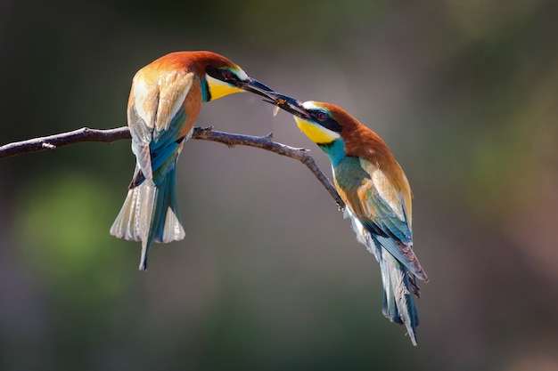 Closeup of two Bee-eaters eating a bee under the sunlight with a blurry background