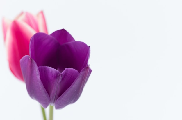 Closeup of two colorful tulip flowers isolated on white background with space for your text