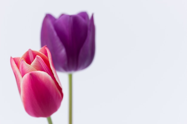 Free photo closeup of two colorful tulip flowers isolated on white background with space for your text