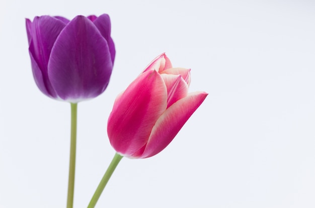 Closeup of two colorful tulip flowers isolated on white background with space for your text