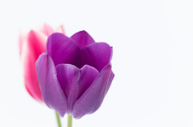 Free Photo closeup of two colorful tulip flowers isolated on white background with space for your text