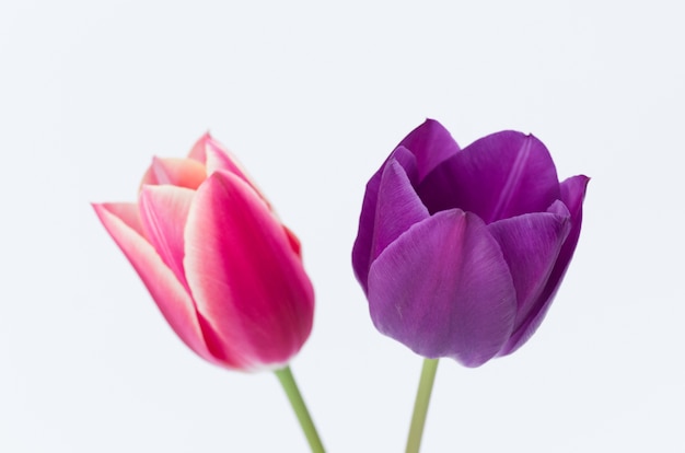 Closeup of two colorful tulip flowers isolated on white background