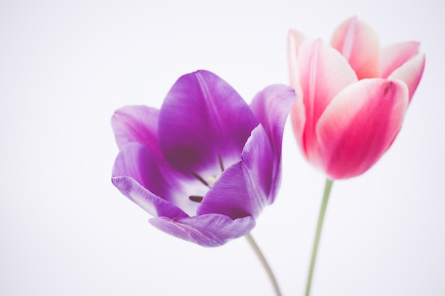 Closeup of two colorful tulip flowers isolated on white background