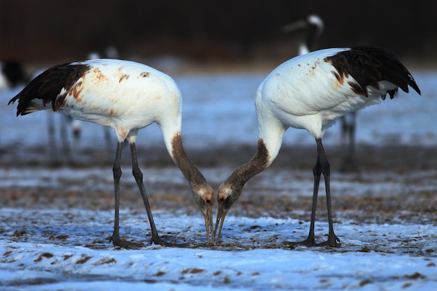 Free photo closeup of two cranes eating dead fish on the ground covered in the snow in hokkaido in japan