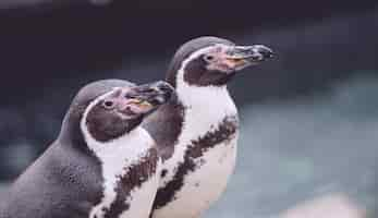 Free photo closeup of two penguins next to blue icy water