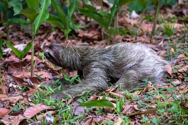 Free photo closeup of a two-toed sloth on the ground covered in leaves and grass under the sunlight at daytime