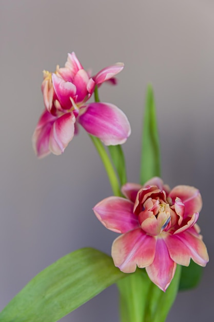 Free Photo closeup of two tulips on a blurred background