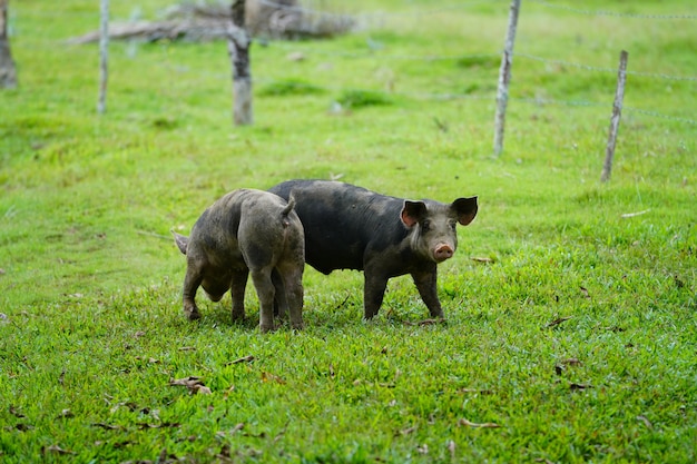 Closeup of two wild pigs walking on a grassy field with a blurred background in Dominican Republic