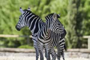 Free photo closeup of two zebras standing near each other