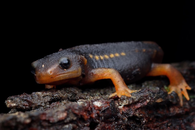 Free photo closeup tylototriton verrucosus salamander on wood with black background