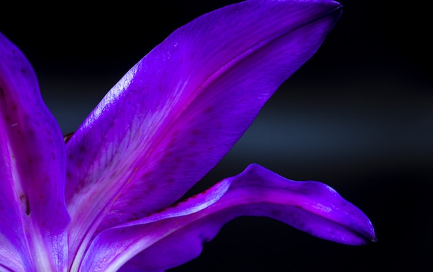 Closeup of the underside of a petal of a lily stargazer