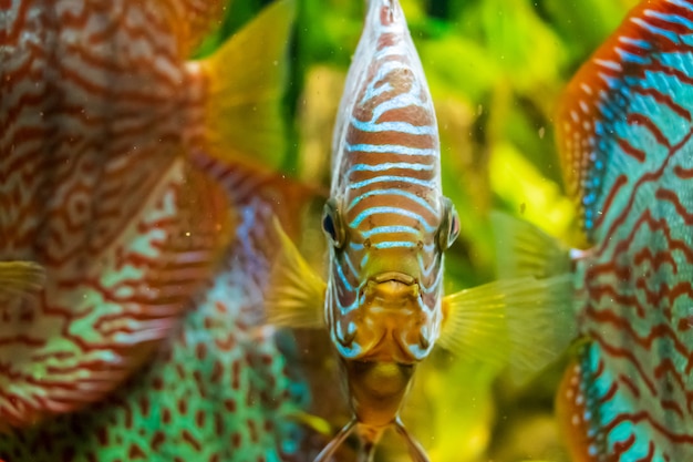 Closeup underwater shot of beautiful The Brown Discus fish