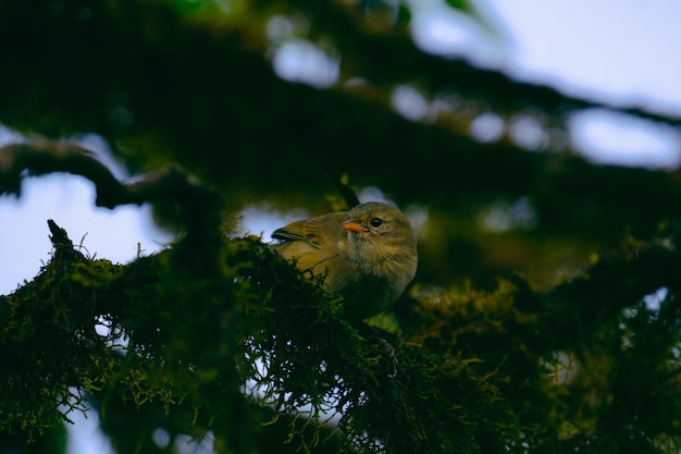 Free photo closeup unique shot of a bird perched on a green tree branch