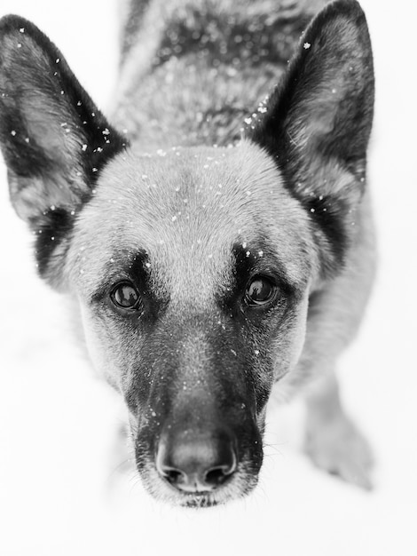 Free Photo closeup vertical greyscale shot of a friendly german shepherd dog standing under snow