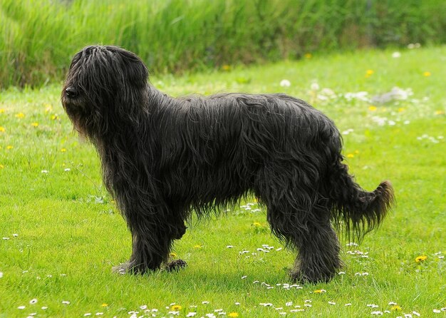 Closeup vertical portrait of a hairy Briard black dog outdoors in a park