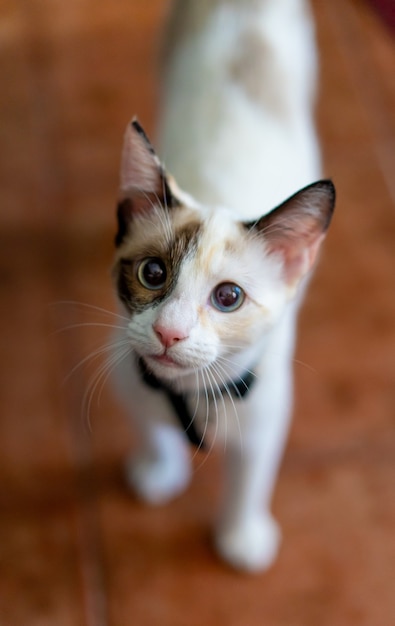 Free photo closeup vertical shot of a cute cat under the daylight