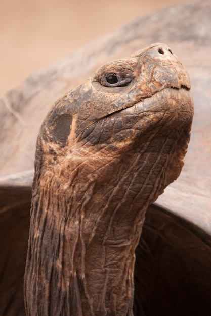 Free Photo closeup vertical shot of a galapagos totoise