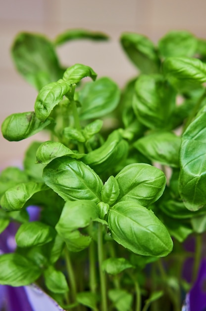 Free photo closeup vertical shot of a houseplant with green leaves