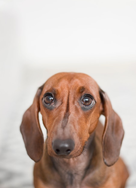 Free photo closeup vertical shot of a long-eared dachshund isolated on white