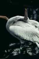 Free photo closeup vertical shot of a white beautiful pelican in a lake