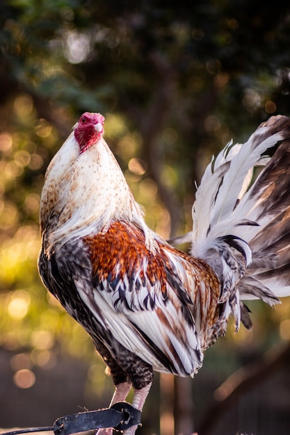 Closeup vertical shot of a white rooster