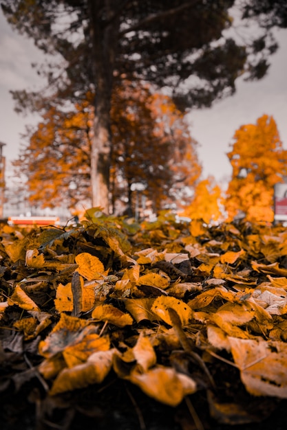 Free photo closeup vertical shot of yellow leaves fallen on the ground with blurred trees in the background