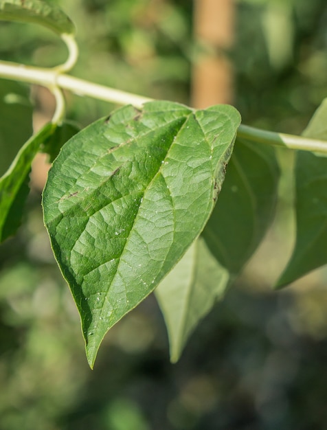 Free photo closeup vertical view of a green leaf with a blurred background