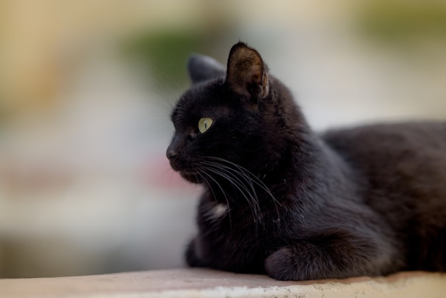 Closeup view of a black cat calmly lying on the ground and completely ignoring the camera