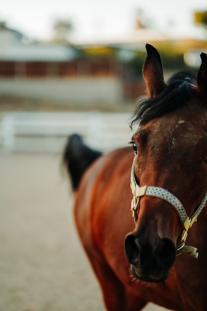 Closeup view of a brown horse wearing a harness standing on a sandy ground with a blurred background